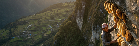 The Mystique of Mad Honey from Nepal.